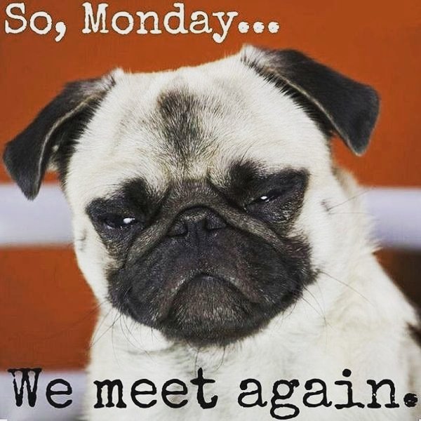 SsnappSocial's tweet photo. Everyone have a good Monday! #monday #mondays #mondaymotivation #4daysleft #youcandoit #marketingmonday #dog #pug https://t.co/VSetIUevhV