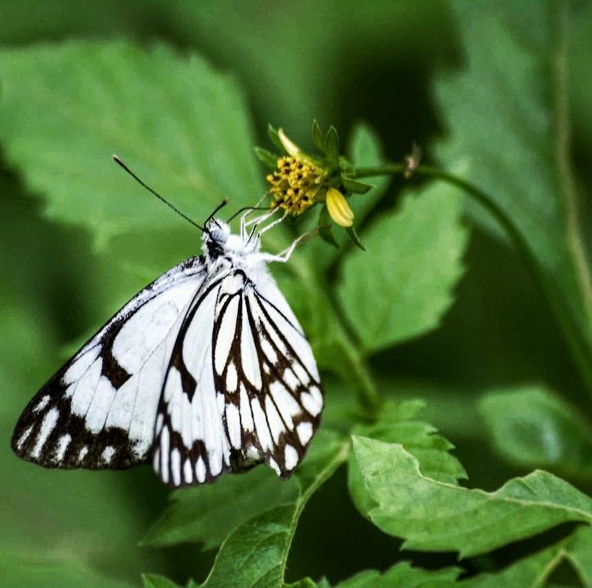 After half an hour of trying to stealthily run after this butterfly, making the whole group wait for us, keeping it constantly in our sight…