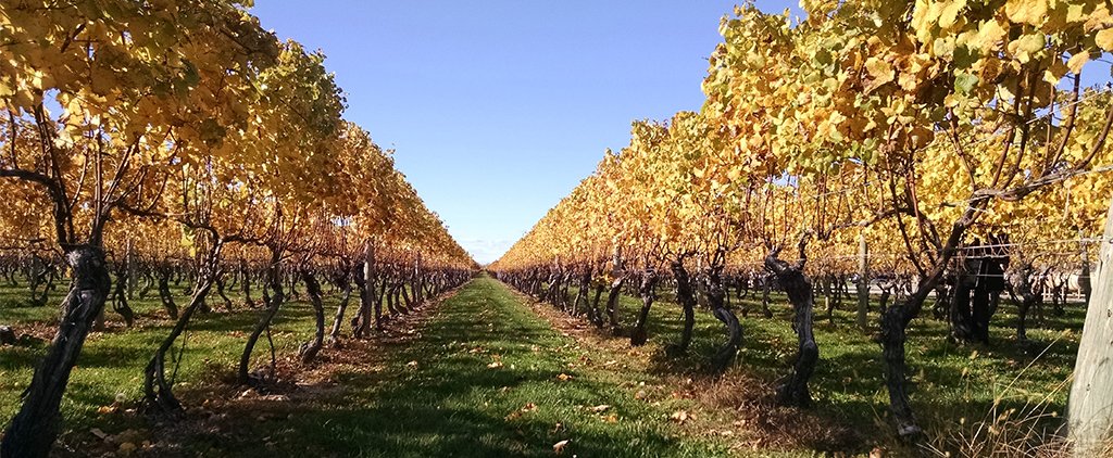 ShowTickets's tweet photo. This vineyard is what dreams are made of, and it's right outside NYC. Learn more: https://t.co/NUQm85C2ym @advsourced #labordayweekend https://t.co/L9NNWK2tNt