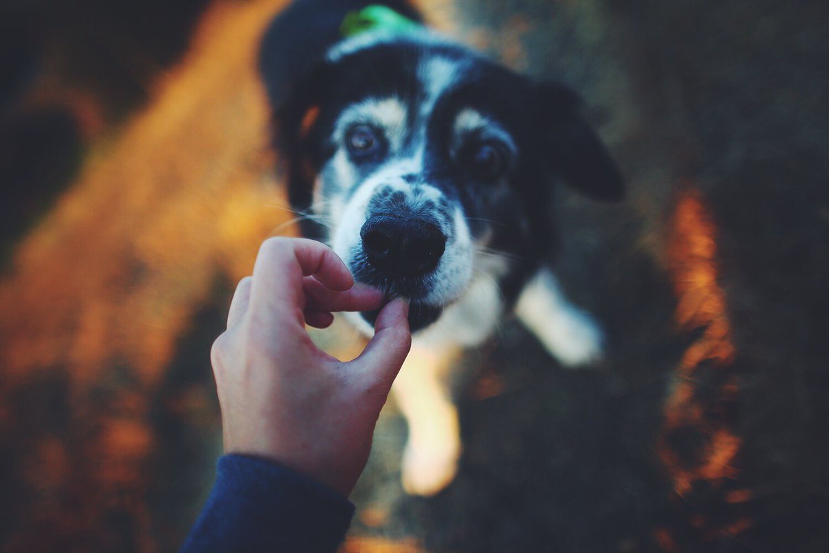 catphungu's tweet photo. Yum!

I know this may sound like not much of a surprise, but Jax is good motivated. For sure!
#aussiebordermix #senioraussie @sweetjaxaussie https://t.co/aYhhQBKRpB