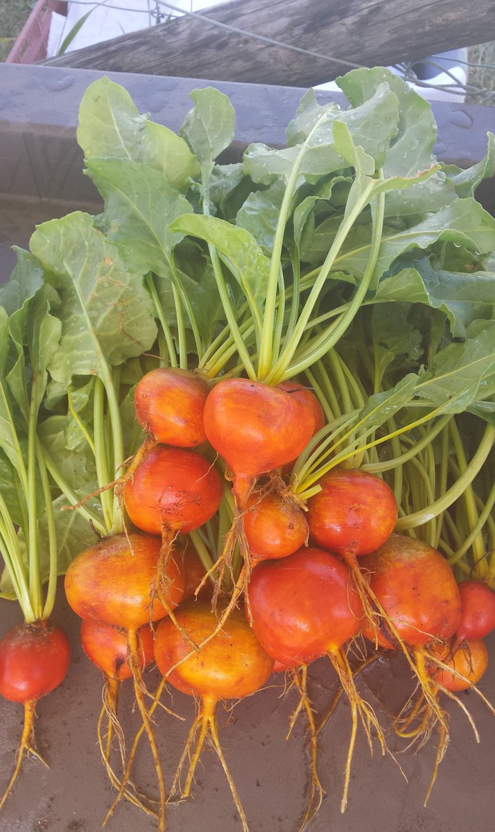 EcosourceGreen's tweet photo. It's not too late to garden! Plant quick-growing crops like greens, carrots &amp; beets to make the most of the season! #gardening #growyourown https://t.co/xvtqo1zJCw
