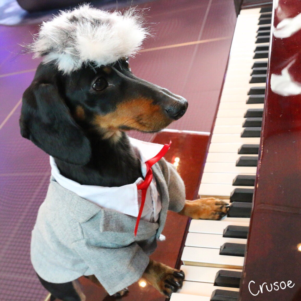 Celeb_Dachshund's tweet photo. Here's something you probably didn't know: Beethoven, who was from Germany, was actually a wiener dog. The history books left that part out. https://t.co/Vz1hGtXFXW