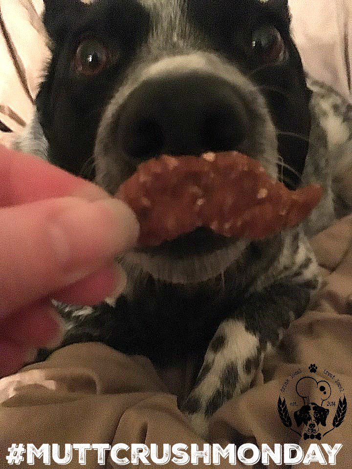 The Malted Mutt tweet media