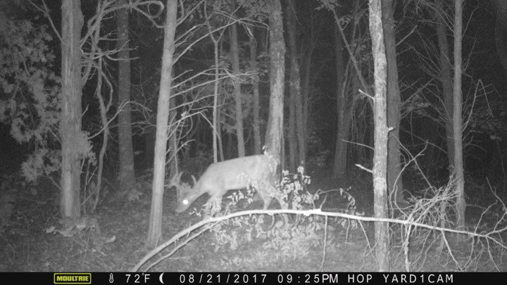 Deaddozen's tweet image. Finally got to check cameras !! #thegreatoutdoors  #hunting #deerseason2017 #deer #outdoor #trail #deerhunting #buckfever #Missouri #hunt