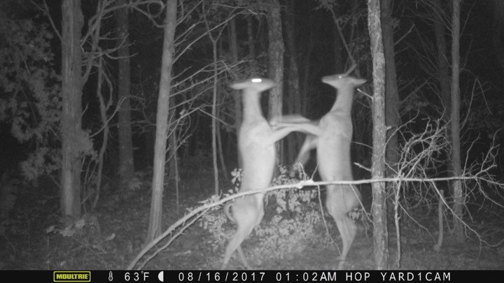 Deaddozen's tweet image. Finally got to check cameras !! #thegreatoutdoors  #hunting #deerseason2017 #deer #outdoor #trail #deerhunting #buckfever #Missouri #hunt