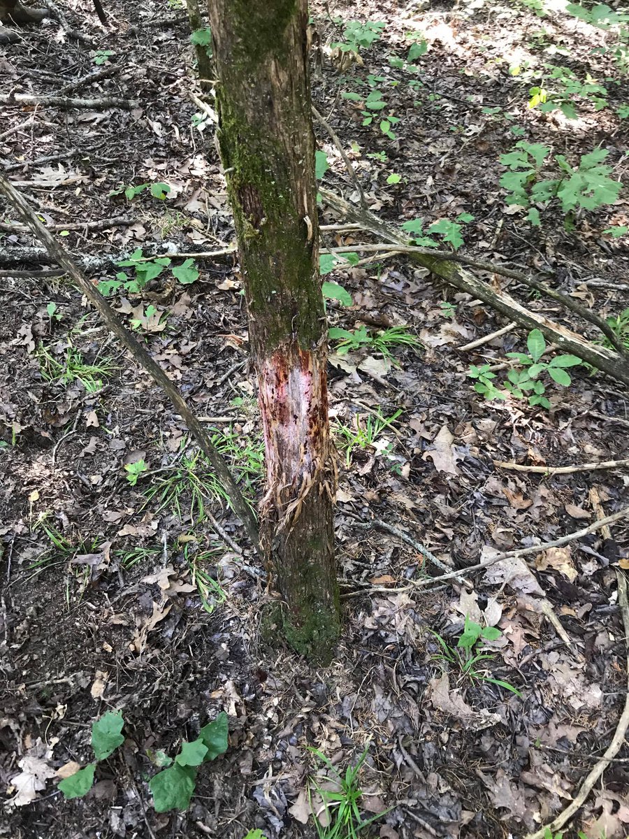 Deaddozen's tweet image. Finally got to check cameras !! #thegreatoutdoors  #hunting #deerseason2017 #deer #outdoor #trail #deerhunting #buckfever #Missouri #hunt