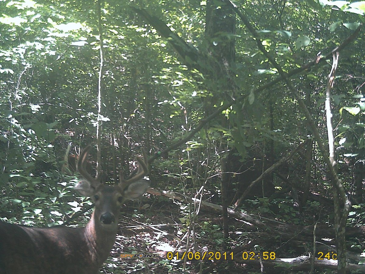 Deaddozen's tweet image. Finally got to check cameras !! #thegreatoutdoors  #hunting #deerseason2017 #deer #outdoor #trail #deerhunting #buckfever #Missouri #hunt