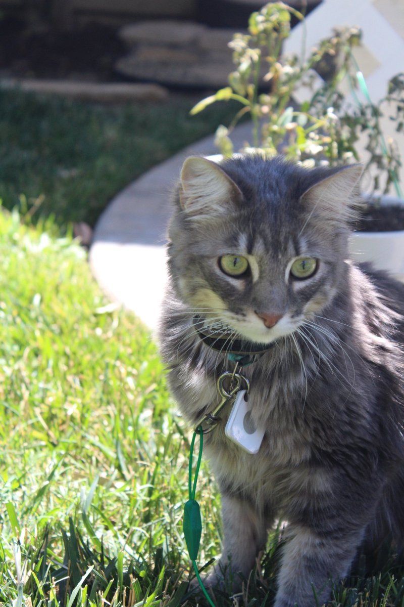 SherSims's tweet image. STILL MISSING: SCV Bridgeport Area. Grey DLH. Collar ID and Tile device. Neutered and Microchipped. If found, message me. Answers to George.