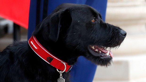 pauvreencolere's tweet photo. #Ouaf!
#French President #Macron's dog meets Niger president https://t.co/AdJPa4r8bs
#nemo by #jupiter !
#halucinating meeting french chief! https://t.co/8RcaMxvdJx