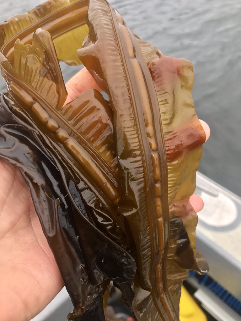 ecophyte's tweet photo. I finally have Eualaria in my life! #kelp #floatingforests #seaweed https://t.co/5rzruE24G9