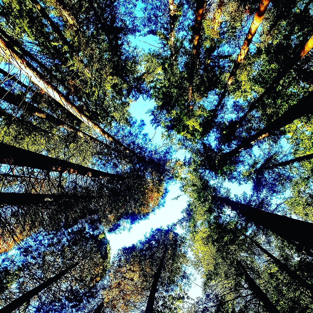 YouTravel's tweet photo. 'Look up, and aim high" my grandmother told me. I did. Here's what I saw. #MotivationMonday #photography #inspiration #naturephotography https://t.co/fI2EQjnyOo