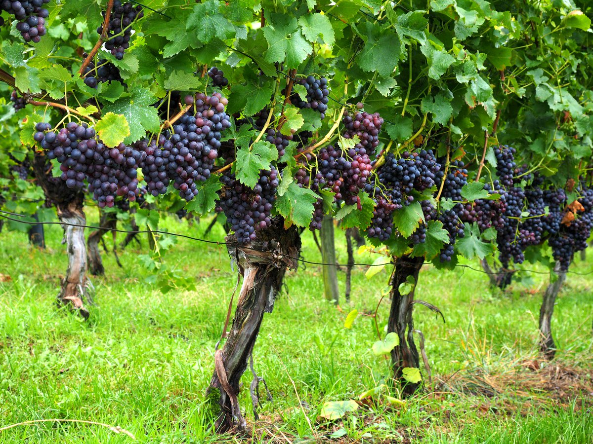 _agroalimentare's tweet photo. #News: #Winesense, dalla #Spagna una #tecnologia che migliora le proprietà dei derivati dell’#uva https://t.co/AOMuEe4rmO #OssAGR https://t.co/5d2gepCHa3