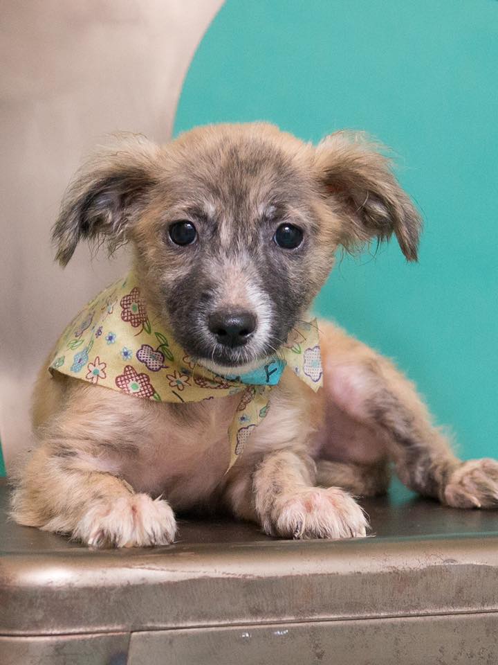 TheSatoProject's tweet photo. So many beautiful #MissionPossible8 #sato rescues, including Julie, who are available for adoption w/ our friends @AnimalHaven https://t.co/IqIF3rJe5Y