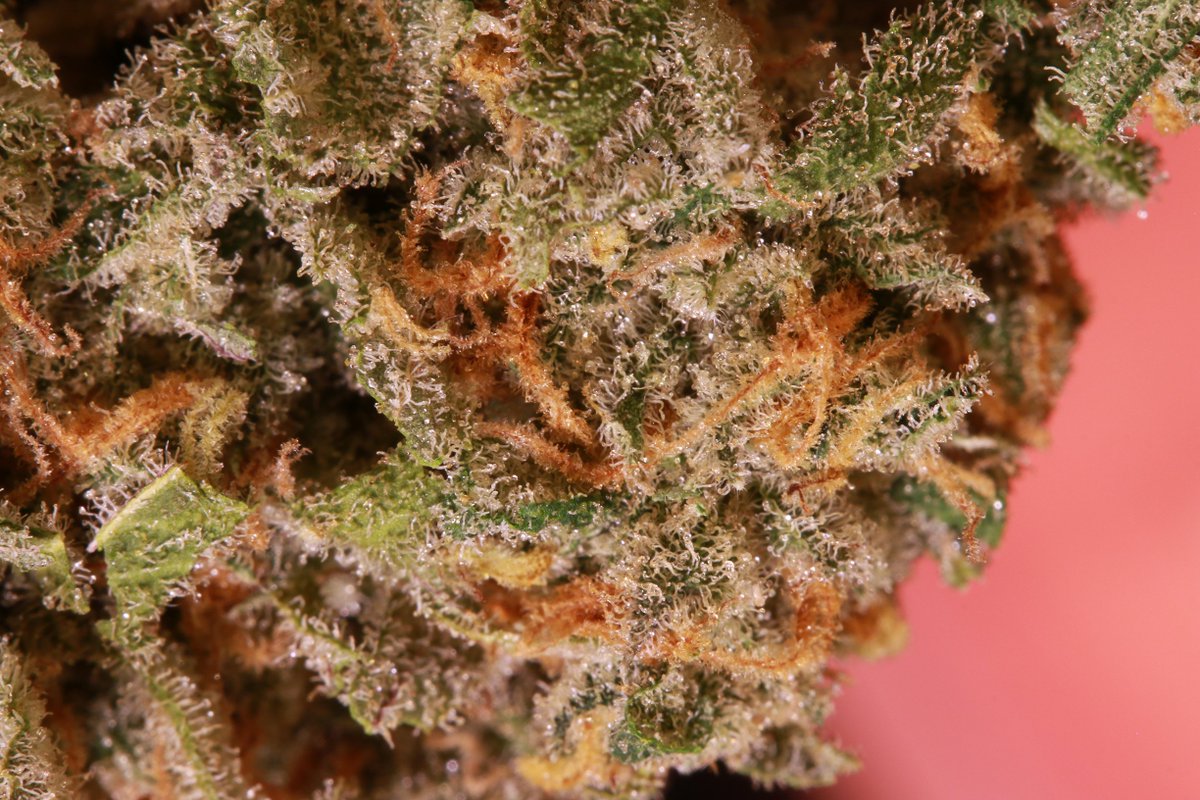 #SeattleBlue from #BonsaiCannabis 💙🔥💙🔥💙