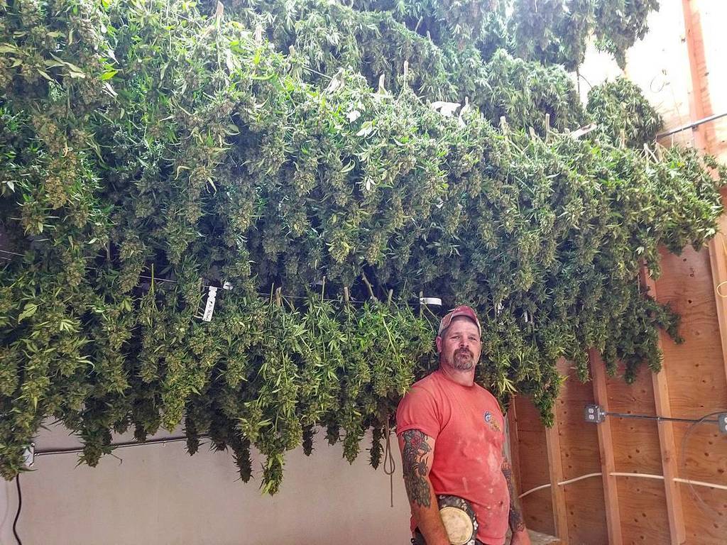 mrniceseedbank's tweet photo. #Perfectpose 😂 #photooftheday
.
Harvest 🎃 summer #2017 🇱🇷
.
#MRNICE #mrniceusa #coolpose #posing #dryingweed #harvest #weed #straincentral … https://t.co/JrdevYFHci
