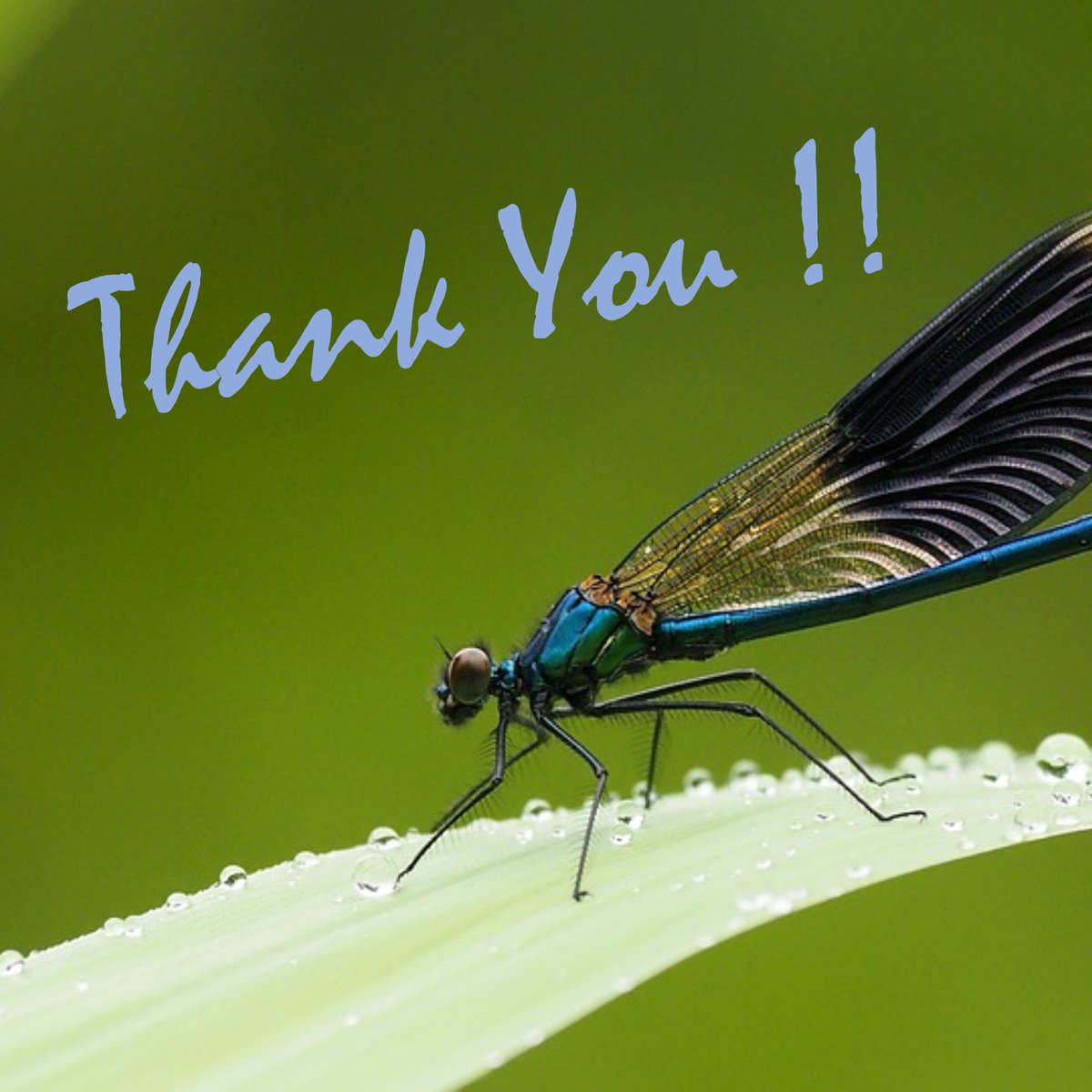 Tammysdragonfly's tweet photo. Thanks to my top interactors!!  @CarlRamallo @richard_cezar @Socialfave_UK @eevalancaster @LanceCrossfire Have a fantastic day!! https://t.co/sIOY2LOqky
