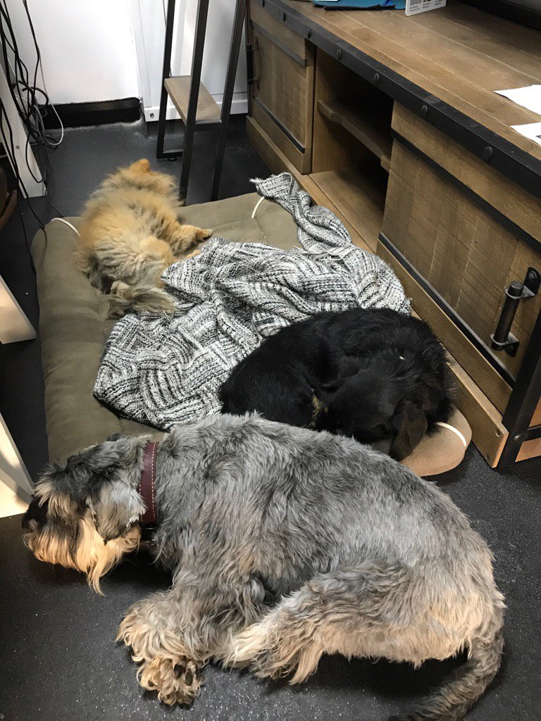 moshimobrighton's tweet photo. Here's mine in the office @teddy_ward ! https://t.co/MGfqXfxrYg