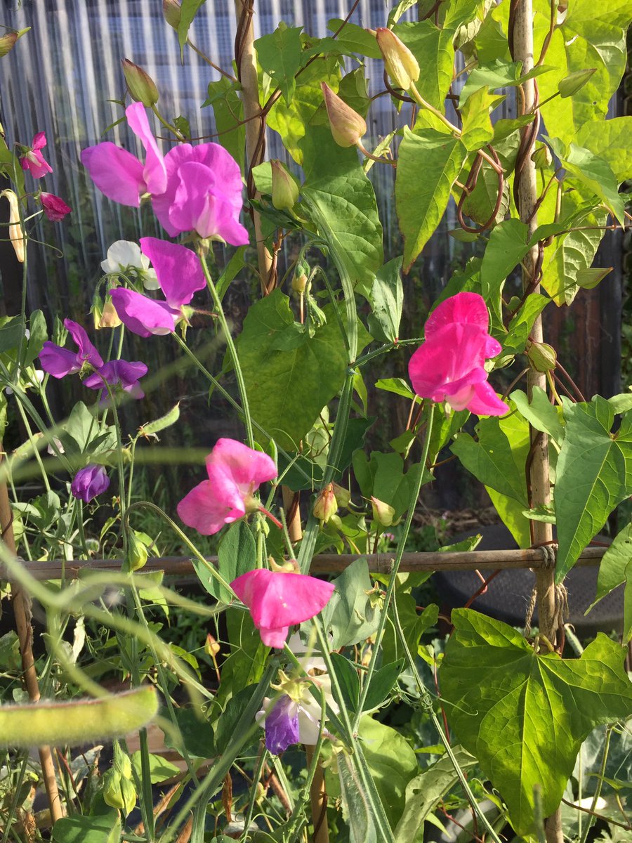 RustlingsRdAS's tweet photo. Sweet peas are still producing amazing flowers! #sheffieldissuper #allotments https://t.co/1IybJ8Z9WX