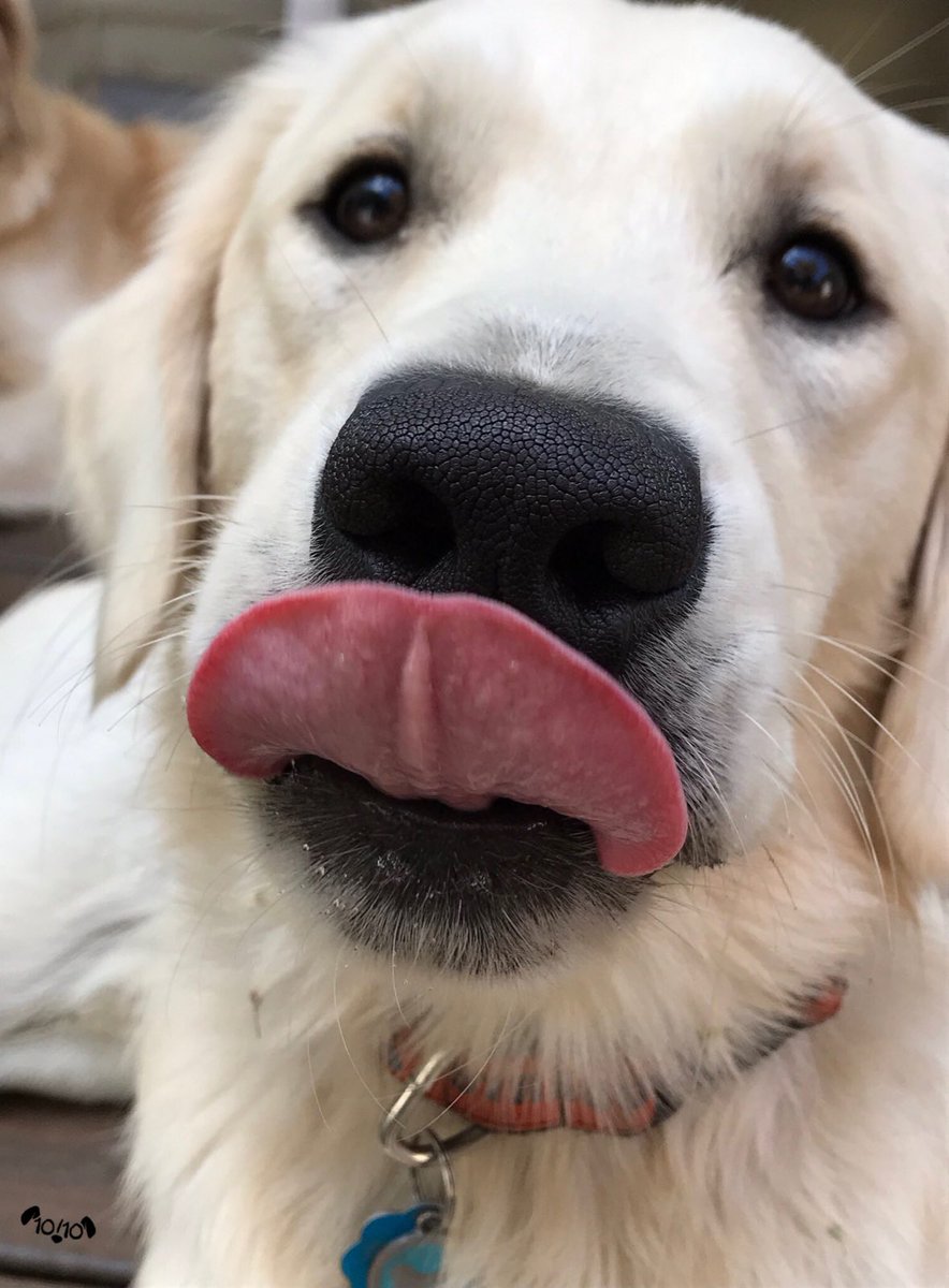 dog_rates's tweet photo. This is Max. He tried his best to not let his tongue eject in excitement. Failed miserably. Mission aborted. Still 12/10 would boop softly https://t.co/N4wSsxigGF
