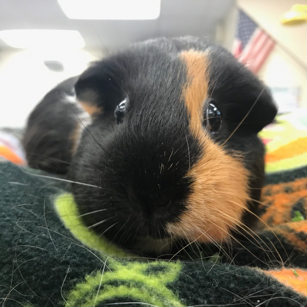 PatchesThePig's tweet photo. #NewProfilePic https://t.co/FS5dV1WpH9