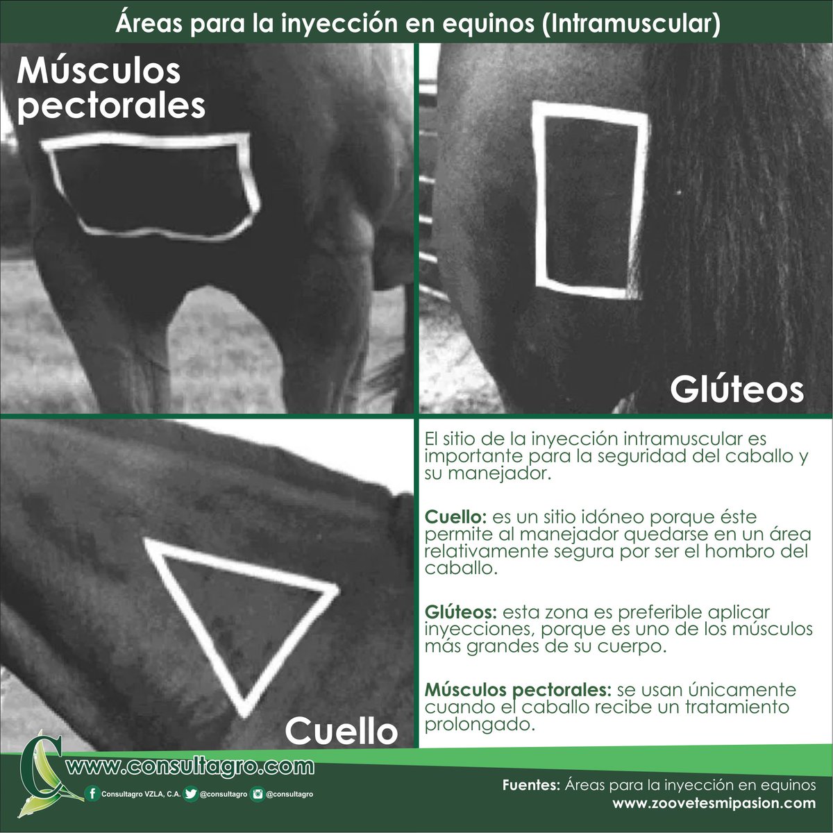 Áreas para la inyección en equinos. ow.ly/p5iN30eJjbr