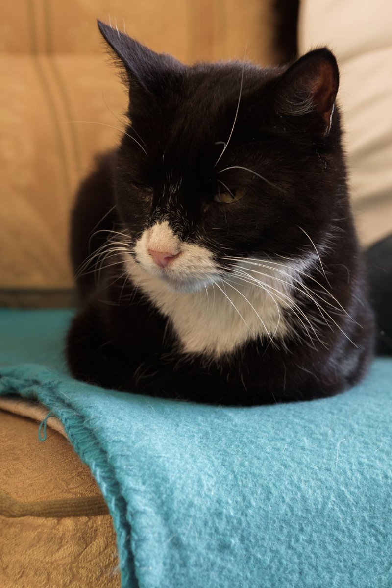 KeighleyCatCare's tweet photo. Perfect loaf from Jess.
We would love to find a perfect home for her, she's just such a nice cat
#kittyloafmonday #BankHolidayMonday #cats https://t.co/wmqC5DOw5Z