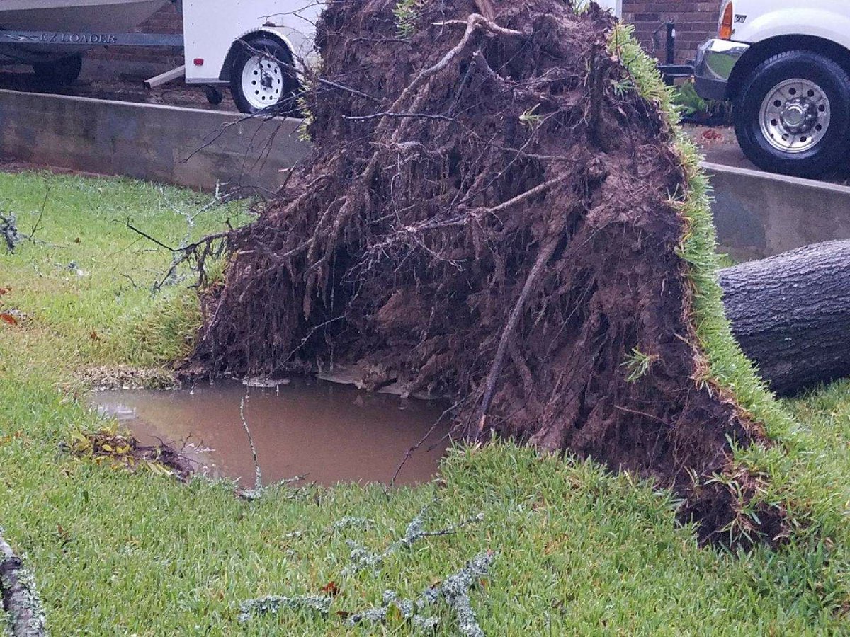 MCTXSheriff's tweet photo. Due to rain saturation a huge oak tree fell on Corvus Dr Willis. Point Aquarius neighborhood.  No one was hurt.  #HarveyMoco2017 https://t.co/cLqhAlei7H