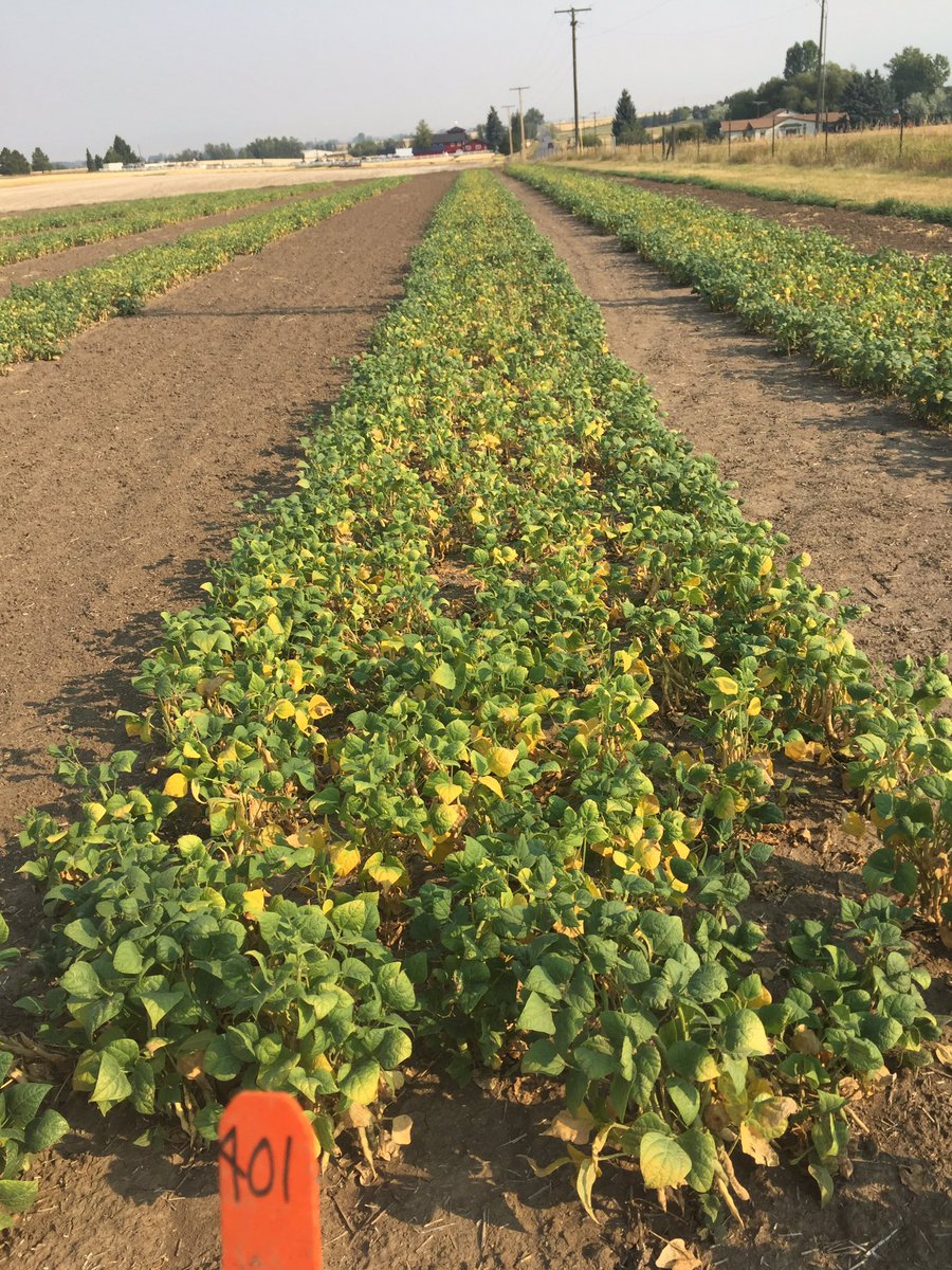MtExtPSPP's tweet photo. We finished up the last scoring of pintos today! Next up for #mtextpspp lab--beet, beet, sugarbeets! https://t.co/usmz74zx3k