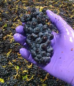 TheDiviningRod's tweet photo. Did you know: #PinotNoir grapes are so named because of their small, tight clusters (like pinecones) and dark color. https://t.co/ucV3FM99gG https://t.co/7CSHlKFifh