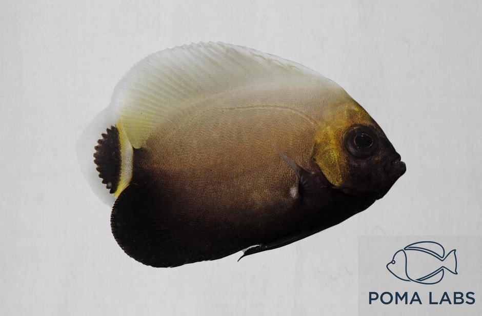 reefbuilders's tweet photo. Poma Labs Debuts Captive Bred Conspicuous Angelfish https://t.co/UKYKN5W9hy https://t.co/9WhfKEzPNt