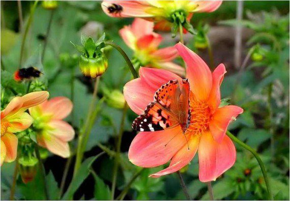 klip7's tweet photo. Fotografia de mariposa posada en una flor [28-8-17] https://t.co/kTpoYGqohf https://t.co/bJsuFbpPYT