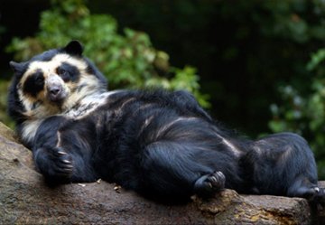 FenBEARrr's tweet photo. #fursonairlmeme https://t.co/GobtSv0uKg