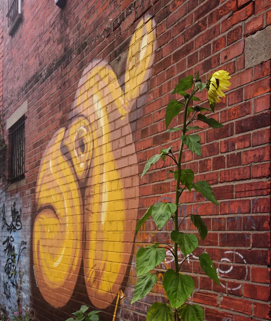 bohoman's tweet photo. Some #StreetArt created by @davidcreativeuk, #ElaineTaylor, #LeoBoyd etc for #HitTheEast in #Belfast. Mon 28/08/17. https://t.co/Pu5nUmlHSR