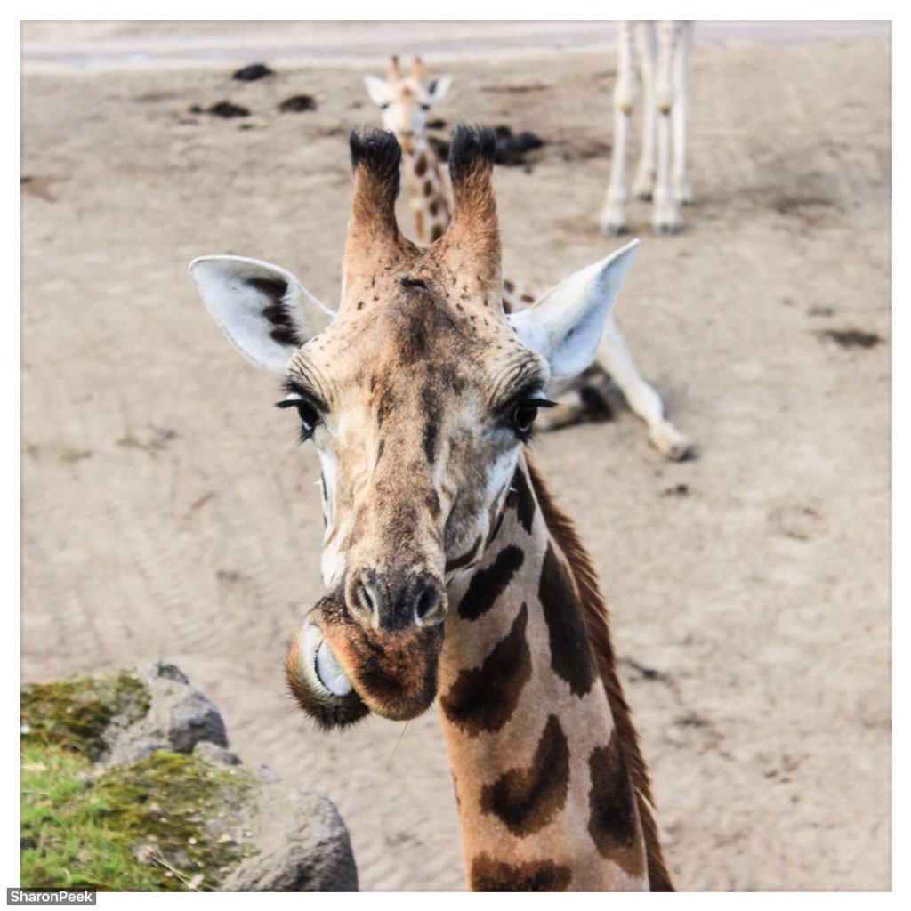 Kids Dutch Hotspot ➡️check @sharon_infiniteprints @ instagram! Wildlands adventure zoo Emmen #dierentuin #zoo #fun