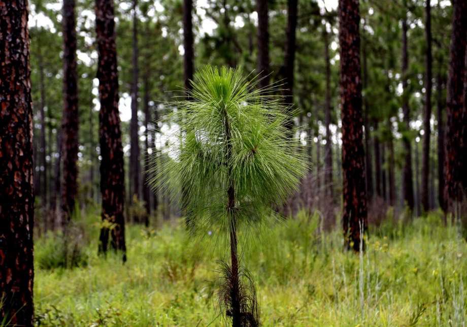 lacsd's tweet photo. #PinusPalustris, the longleaf pine 🌲, was specified as the State Tree of #Alabama, The Yellowhammer State, in 1997
#travelUSA #StateSymbol https://t.co/CveWnxrRqb