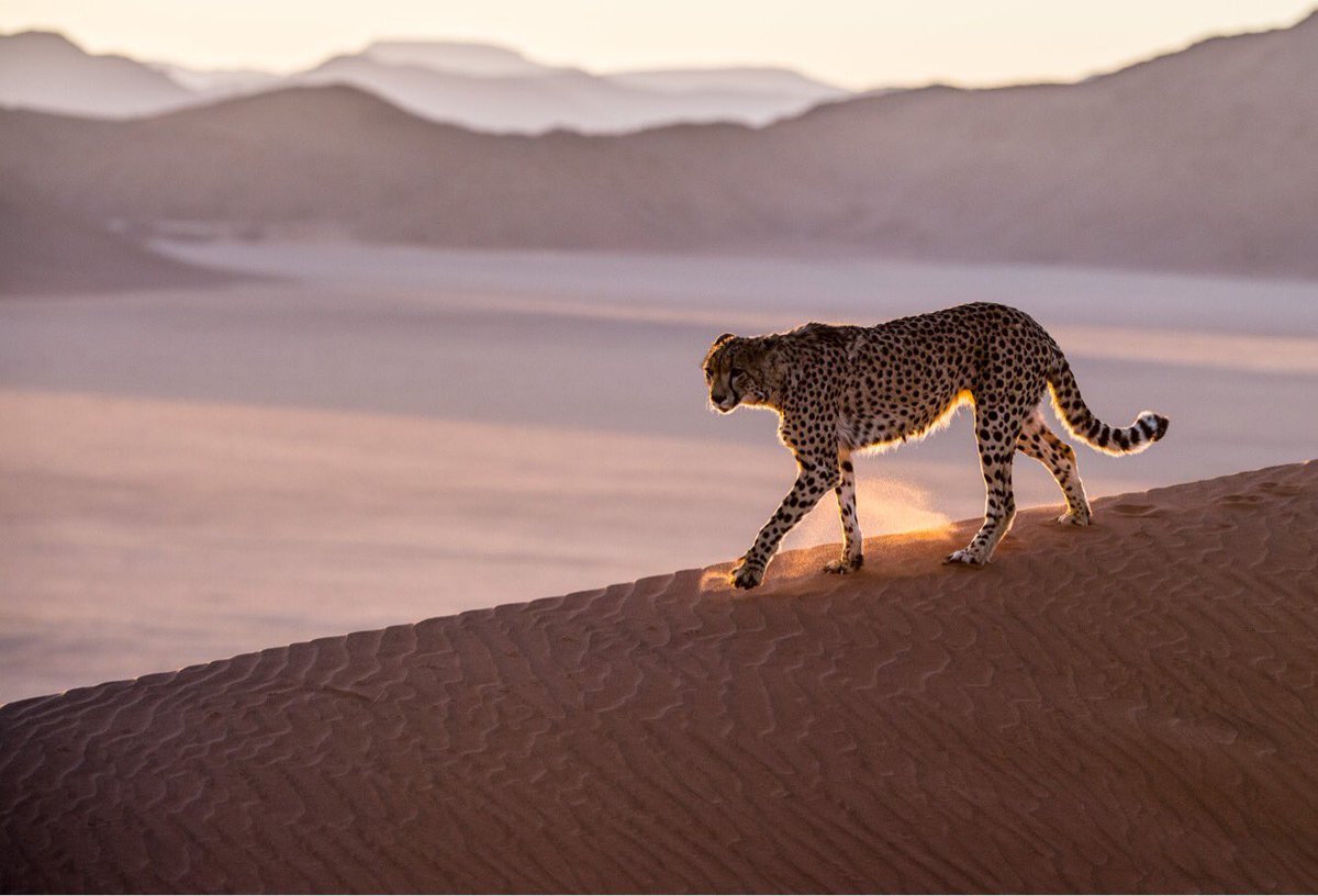 David_Yarrow's tweet photo. The #Namib is  one of the planet's few remaining areas of true wilderness - in my view, it has a serenity is that is unmatched anywhere. https://t.co/fQEuM4yXB6