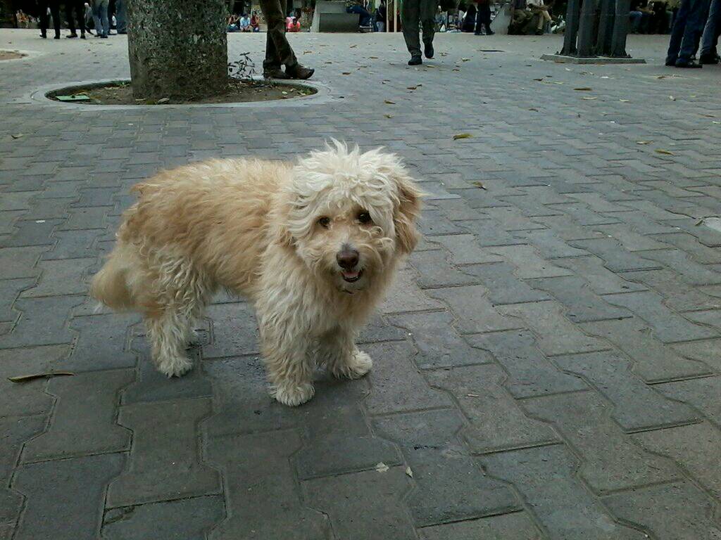 PerroUsuario's tweet photo. RT @mar_loly37: @PerroUsuario Vi este perrito en la plaza la Candelaria. Caracas..collar Morado. No tienen reporte de uno parecido? https://t.co/oFtbiAk9Y0