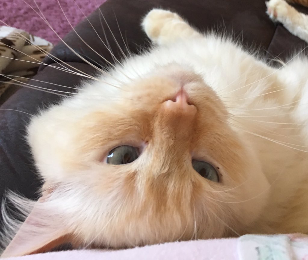 scampipoos's tweet photo. @sssssine He is cute! Even with his sleepy dust eyes 👀 in the mornings, such a loving nature ❤️ https://t.co/864z9gclmh