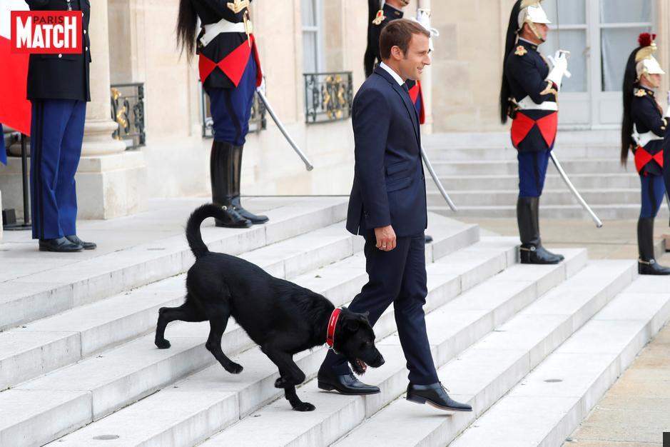 ParisMatch's tweet image. Le couple Macron adopte un croisé Griffon/Labrador recueilli par la SPA après avoir été abandonné près de Tulle  ebx.sh/2gklMk3