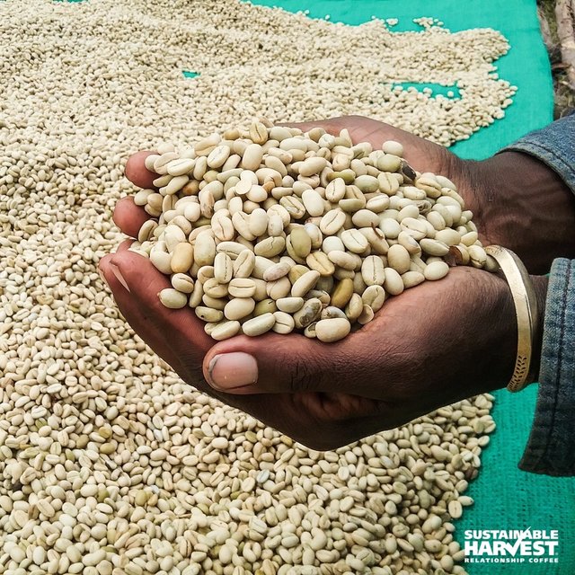 SH_Luis_PE's tweet photo. The magnificent bounty of the harvest at Limmu Kossa, Ethiopia. #SpotOffering #KnowYourSource #RelationshipCoffee https://t.co/YJGeQejVed https://t.co/rMxP5oSfdV