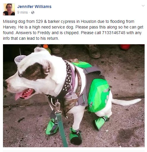 #HoustonStrong please if you have any info on the whereabouts of this pupper, call the number listed