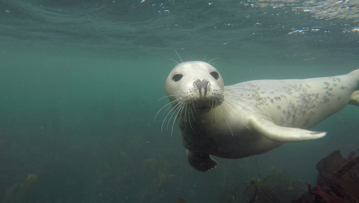 Sealdiver's tweet photo. #DiveBuddy today with @farnesdiving @mickycraig999 
@ImmerseDiving @deepbluepirates https://t.co/XdXLf8iybA