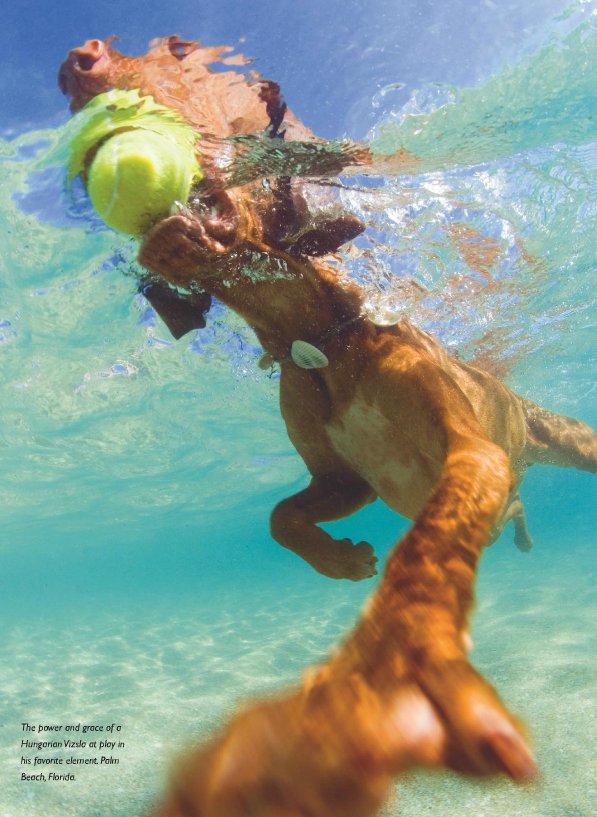 The power &amp; grace of a Hungarian Vizsla at play in his favorite element. 📷: Tanya Burnett, #GuyHarveyMagazine, Spring 2010, Issue #1! #Catch