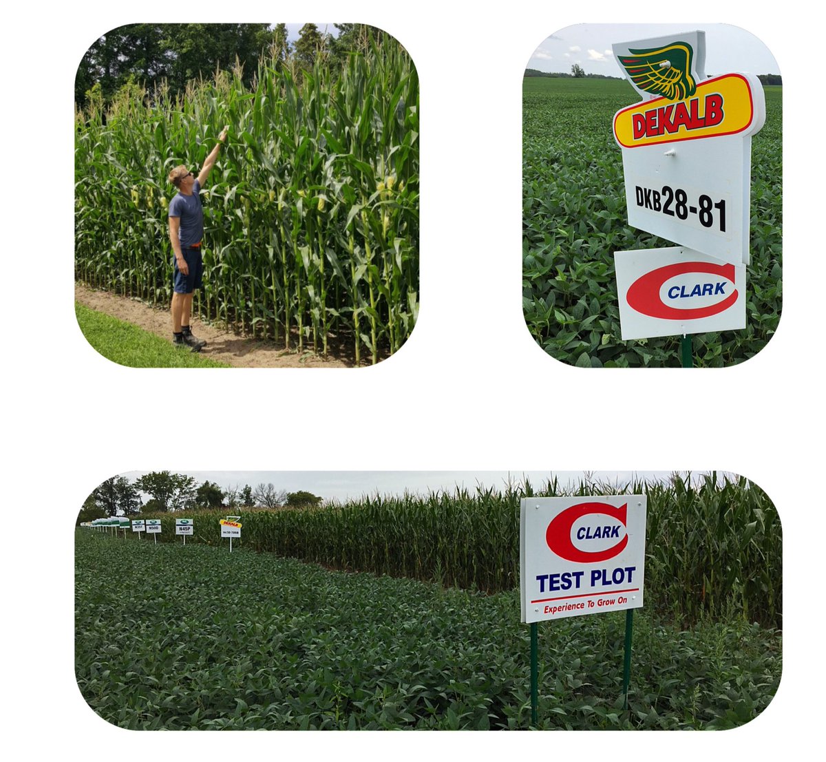 mandrykb's tweet photo. Plots and Crops looking good in Haldimand Norfolk near Caledonia Ontario ! @ClarkAgri @DEKALB_Canada https://t.co/P8CWQD7Skg