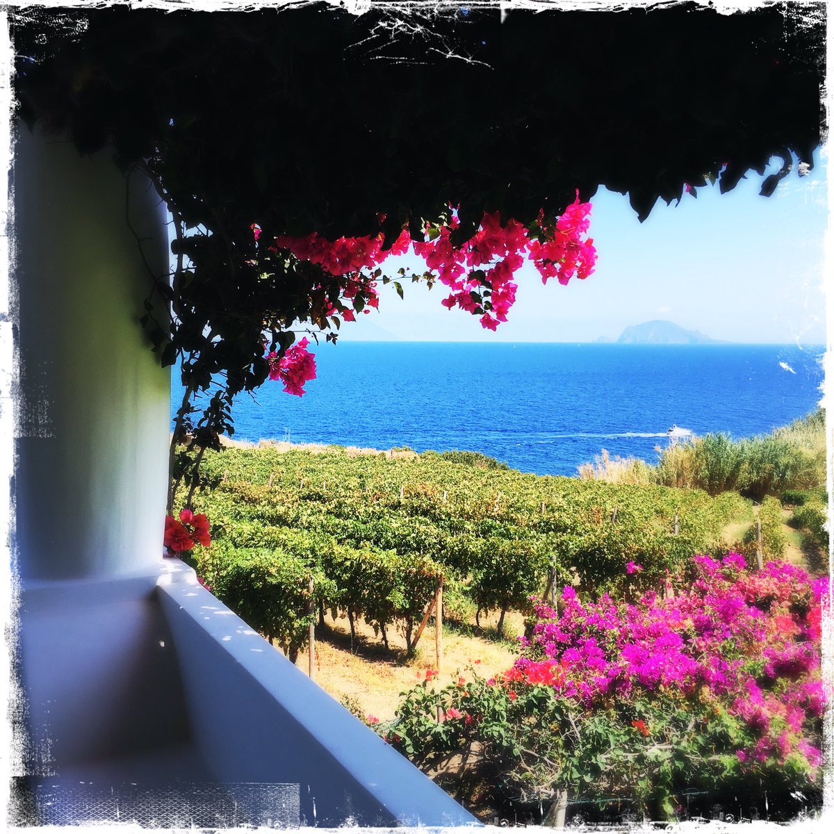 bertrandedel's tweet photo. Start up Vendanges #Salina
#Capofaro Resort #ileseoliennes
#Malvasia liquoreux fruit confit
#Didyme Blanc sec Star des Blancs siciliens https://t.co/f8xSP6F1KG
