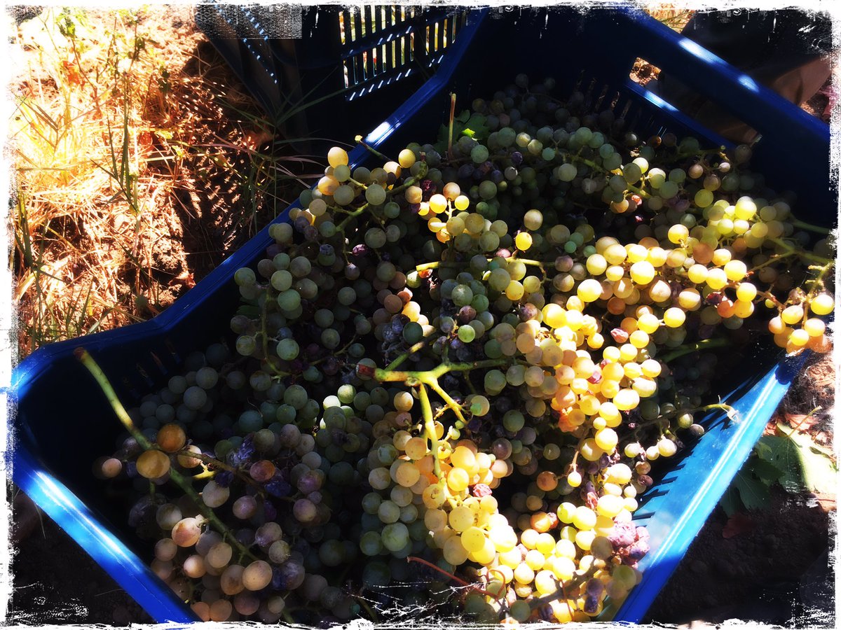 bertrandedel's tweet photo. Start up Vendanges #Salina
#Capofaro Resort #ileseoliennes
#Malvasia liquoreux fruit confit
#Didyme Blanc sec Star des Blancs siciliens https://t.co/f8xSP6F1KG