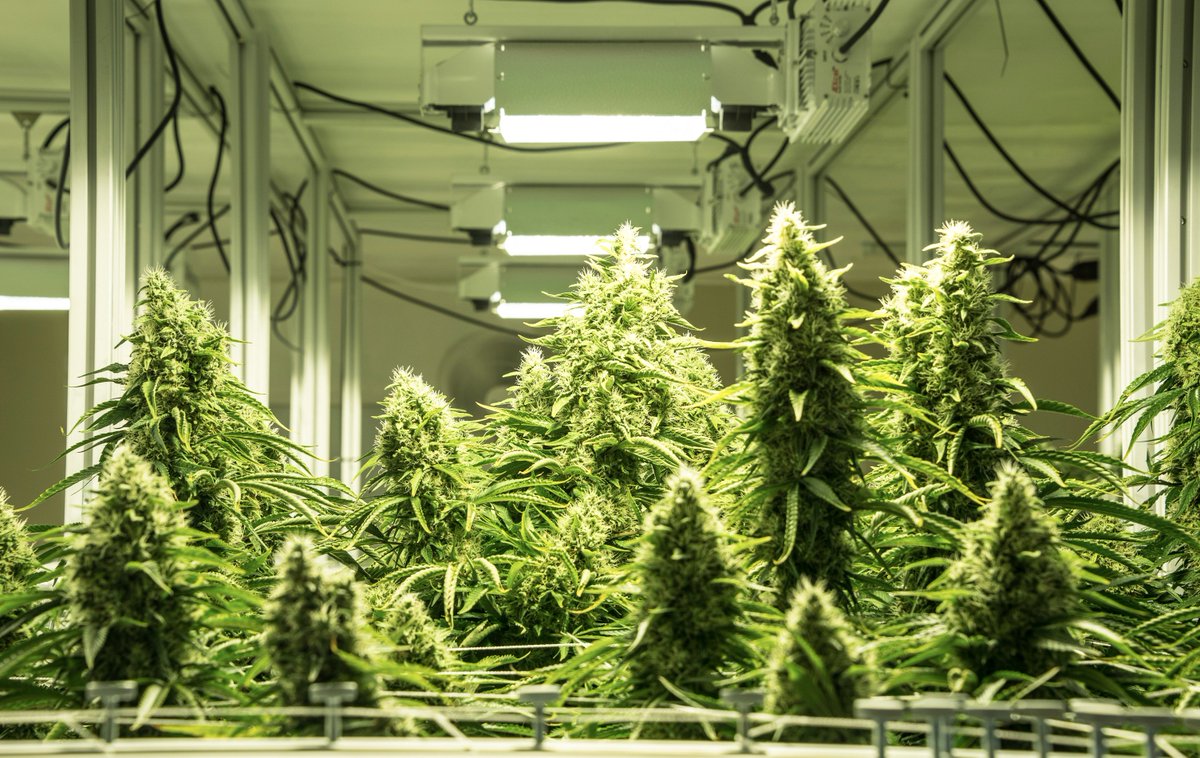 AEssenseGrows tweet media