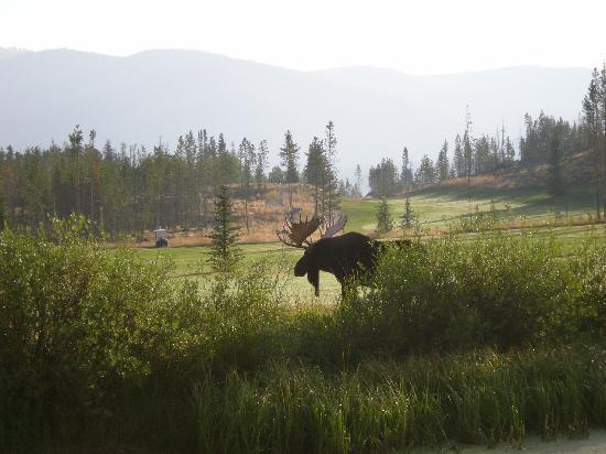 EdenPro_'s tweet photo. You mess with the bull - or MOOSE - you'll get the horns! These golfers learned that the hard way! https://t.co/5h8jBpQvpg https://t.co/PHQuTkqkx0