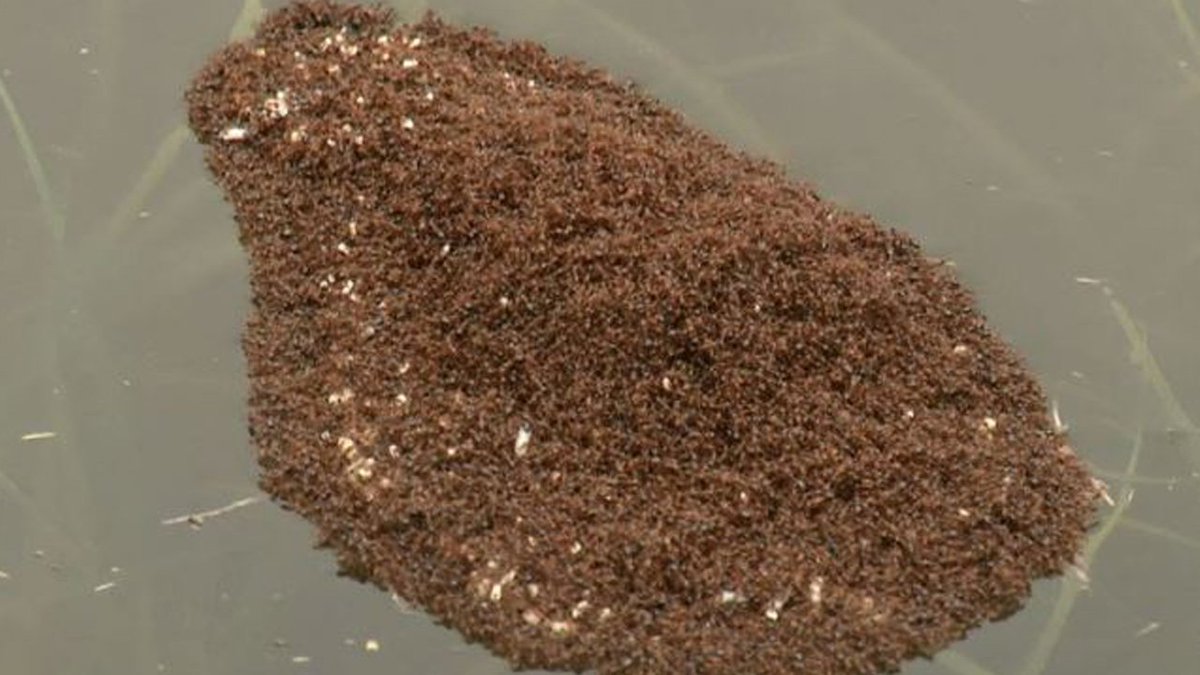 Fire Ant 'islands' seen floating in Houston following epic flooding bit.ly/2xGWCiR?utm_me… https://t.co/vP5TkRmPNN