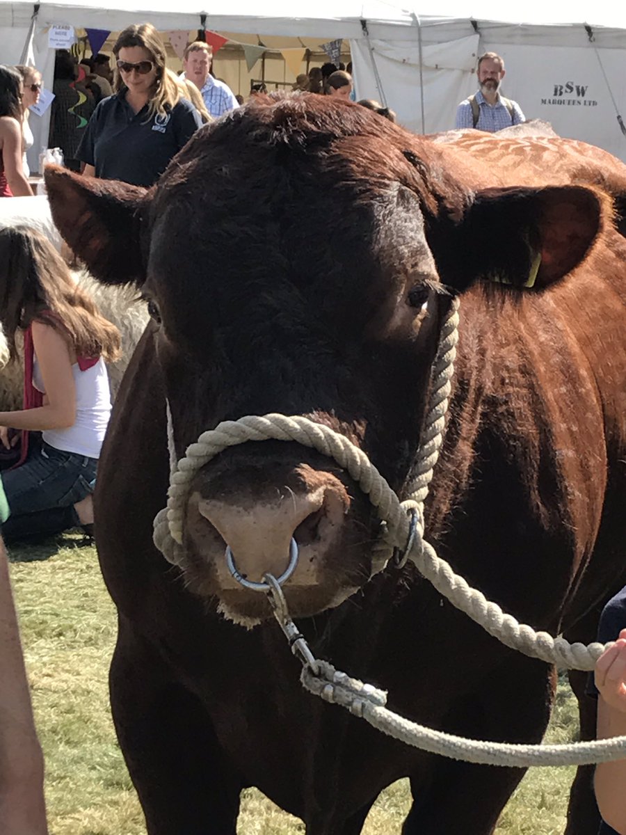 CountessWarwick's tweet photo. Teddy the bull at the show today, he is simply amazing! Thanks to James area for bringing him! #cows2017 #redpoll #countryshow #animals https://t.co/P5JgNySOpD